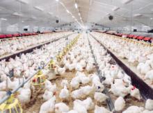 Poultry Production and Distribution Major
